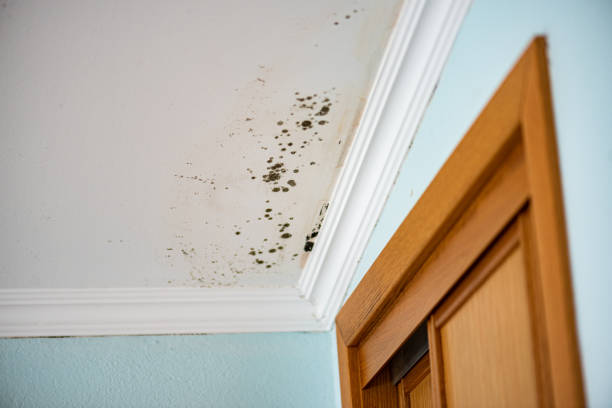 Professional Mold Removal in Clarkesville, GA