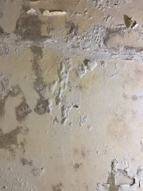 Reliable Clarkesville, GA Mold Removal Solutions