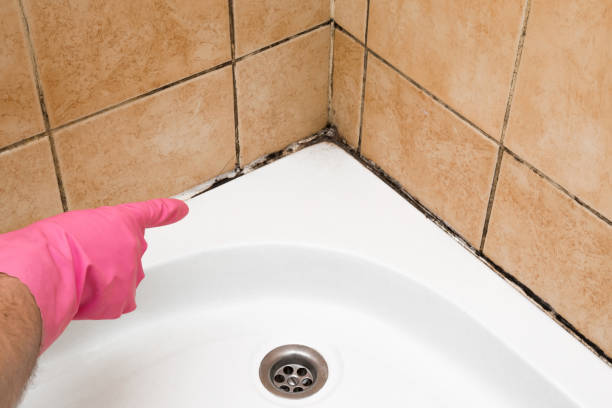 Mold Testing and Removal in Clarkesville, GA